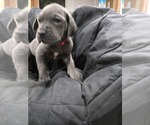 Small #5 Great Dane
