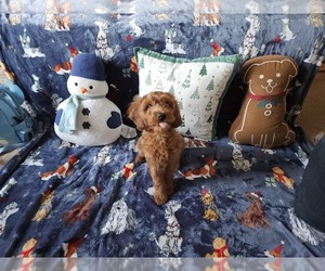 Goldendoodle-Irish Doodle Mix Puppy for sale in NEW LENOX, IL, USA