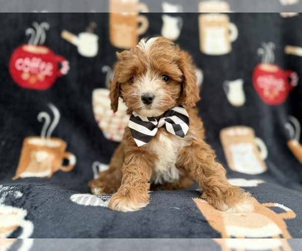 Medium Photo #2 Cavapoo (Miniature) Puppy For Sale in LAKELAND, FL, USA