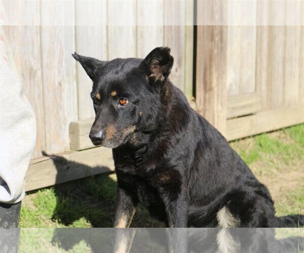 Medium Photo #3 Mutt Puppy For Sale in Jackson, MS, USA