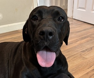 Mother of the Cane Corso-Great Dane Mix puppies born on 06/06/2025