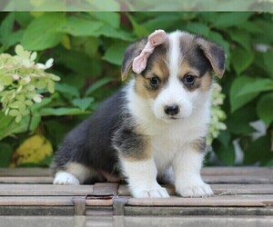 Pembroke Welsh Corgi Puppy for sale in LIBERTY, KY, USA