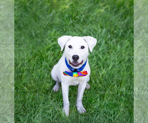 Medium Photo #1 Labrador Retriever-Unknown Mix Puppy For Sale in Unionville, PA, USA