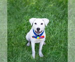 Small Labrador Retriever Mix