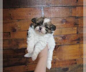 Shiranian Puppy for sale in LE MARS, IA, USA