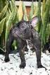 Small Photo #7 French Bulldog Puppy For Sale in CUTLER BAY, FL, USA