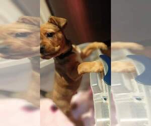 Boston Terrier Puppy for sale in MACHESNEY PARK, IL, USA