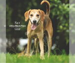 Small #3 Beagle Mix
