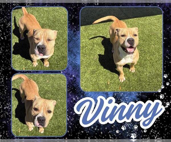 Medium Photo #1 American Pit Bull Terrier Puppy For Sale in Pearland, TX, USA