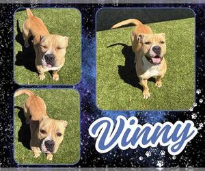 American Pit Bull Terrier Dogs for adoption in Pearland, TX, USA
