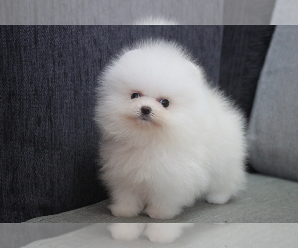 Medium Photo #2 Pomeranian Puppy For Sale in LOS ANGELES, CA, USA