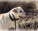 Small #1 Labrador Retriever Mix