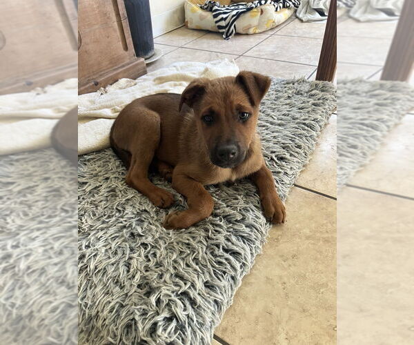Medium Photo #2 Mutt Puppy For Sale in Dana Point, CA, USA