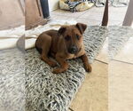 Small #1 Mutt