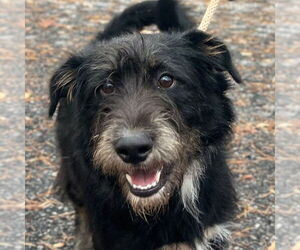 Mutt Dogs for adoption in Canton, CT, USA