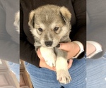 Small Photo #2 German Shepherd Dog-Siberian Husky Mix Puppy For Sale in COTTONTOWN, TN, USA