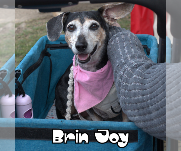 Medium Photo #9 Dachshund Puppy For Sale in San Antonio, TX, USA