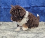 Small Photo #12 Aussiedoodle Miniature  Puppy For Sale in BLAKESBURG, IA, USA