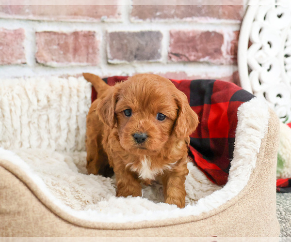Medium Photo #1 Cavapoo (Miniature) Puppy For Sale in SYRACUSE, IN, USA