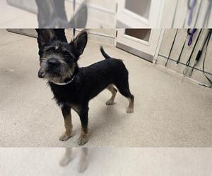 German Shepherd Dog-Unknown Mix Dogs for adoption in Riverside, CA, USA