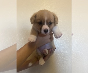 Pembroke Welsh Corgi Puppy for sale in LA MESA, CA, USA