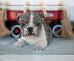 Small #1 Victorian Bulldog