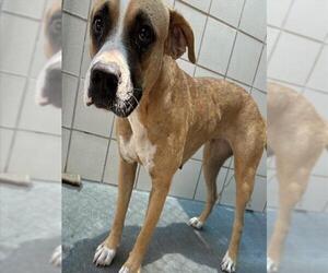 American Pit Bull Terrier-Unknown Mix Dogs for adoption in Corpus Christi, TX, USA