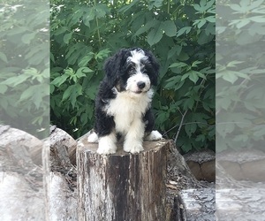 Miniature Bernedoodle Puppy for sale in FREDERICKSBURG, OH, USA