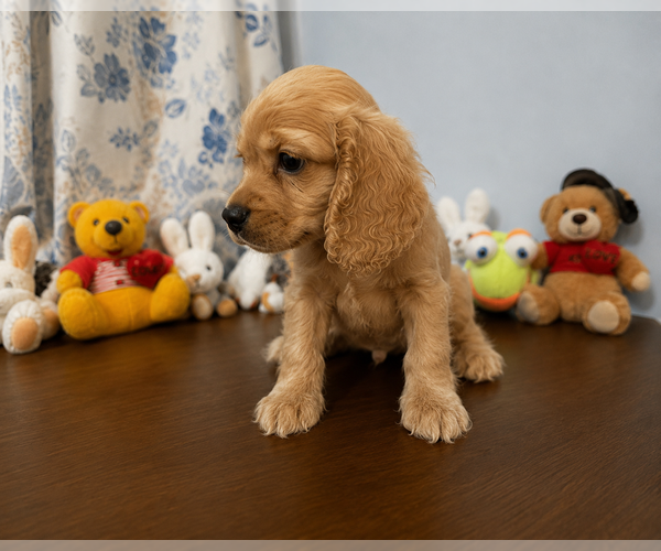 Medium Photo #5 Cocker Spaniel Puppy For Sale in DURHAM, CT, USA