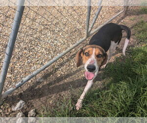 Treeing Walker Coonhound Dogs for adoption in Livingston , LA, USA