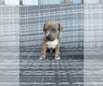 Puppy DLow American Bully