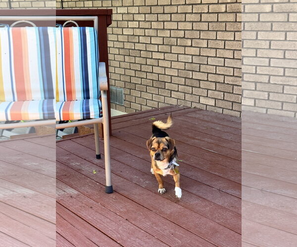 Medium Photo #2 Chihuahua Puppy For Sale in Sandy, UT, USA