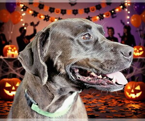 OVALTINE - Male Labrador Retriever-Unknown Mix Dog for Adoption