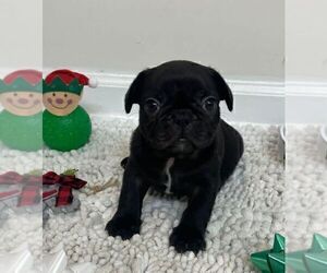 French Bulldog Puppy for sale in JOHNS ISLAND, SC, USA