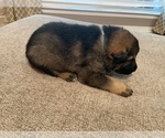 Small Photo #4 German Shepherd Dog Puppy For Sale in CANTON, TX, USA