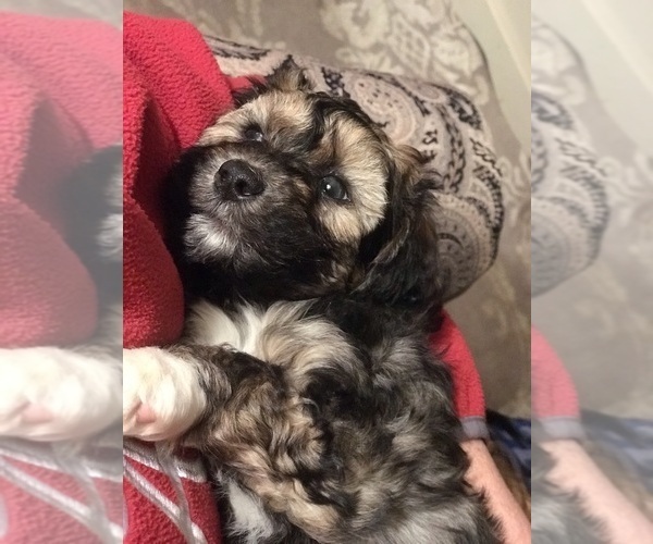 Medium Photo #8 Shih-Poo Puppy For Sale in BOWLING GREEN, KY, USA