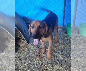 Doberman Pinscher-German Shepherd Dog Mix Dogs for adoption in Frenchburg, KY, USA