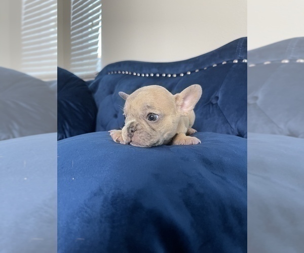 Medium Photo #32 French Bulldog Puppy For Sale in BIRMINGHAM, MI, USA