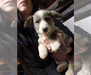 Cardigan Welsh Corgi Puppy for sale in MILTON, WI, USA