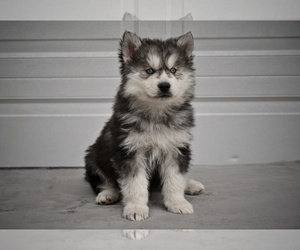 German Shepherd Dog-Siberian Husky Mix Puppy for sale in MILLERSBURG, OH, USA
