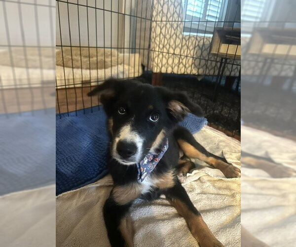 Medium Photo #3 Australian Shepherd-Unknown Mix Puppy For Sale in Wheaton, IL, USA
