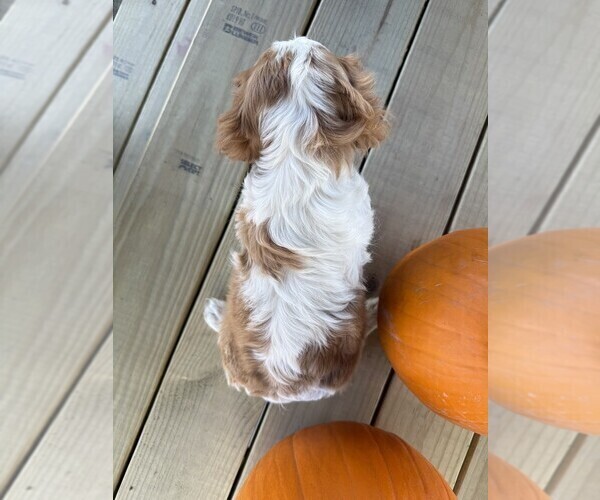 Medium Photo #6 Cavalier King Charles Spaniel Puppy For Sale in THORP, WI, USA