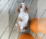 Small #5 Cavalier King Charles Spaniel