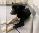Small #3 Labrador Retriever Mix