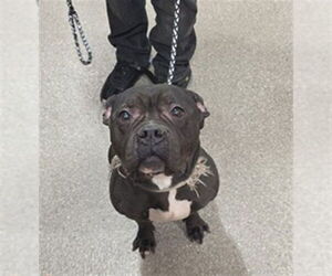 Staffordshire Bull Terrier-Unknown Mix Dogs for adoption in Louisville, KY, USA