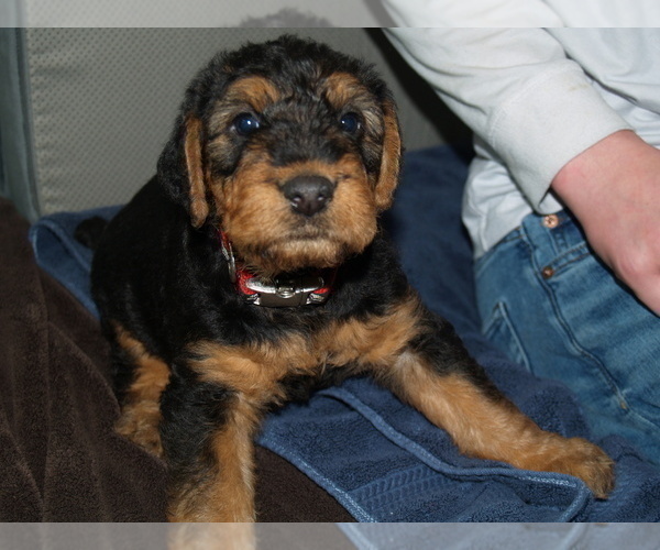 Medium Photo #1 Airedale Terrier Puppy For Sale in CHARLESTOWN, IN, USA