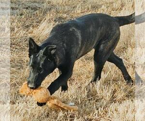 The River Pups - Cotton in NM fka Echo - Female Holland Shepherd-Unknown Mix Dog for Adoption - Photo #6