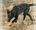 Small #5 Holland Shepherd Mix
