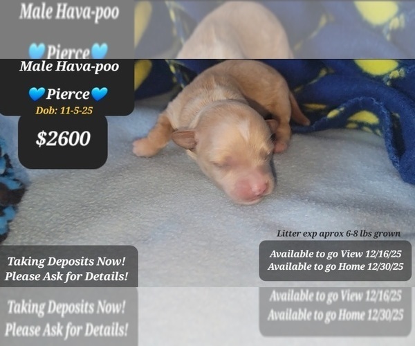Medium Photo #1 Havapoo Puppy For Sale in TUCSON, AZ, USA
