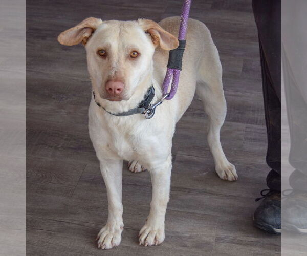 Medium Photo #3 Mutt Puppy For Sale in Huntley, IL, USA